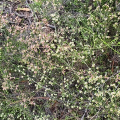 Micromyrtus