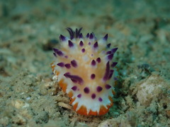 Mexichromis multituberculata