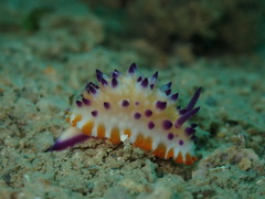 Mexichromis multituberculata