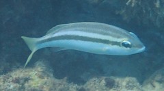 Scolopsis affinis