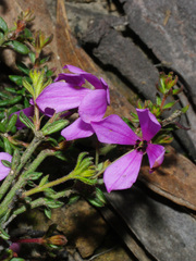 Tetratheca bauerifolia