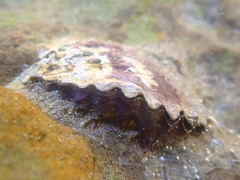 Saccostrea glomerata