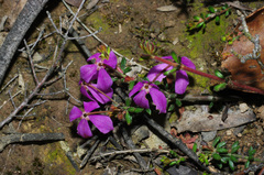 Tetratheca bauerifolia