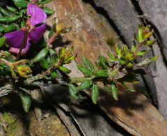 Tetratheca bauerifolia