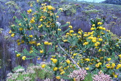 Aspalathus excelsa