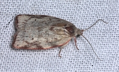 Garrha limbata