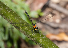 Austroargiolestes aureus