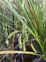 Carex fascicularis