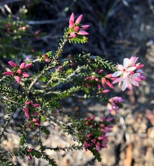 Calytrix alpestris