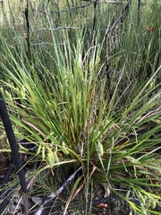 Carex fascicularis