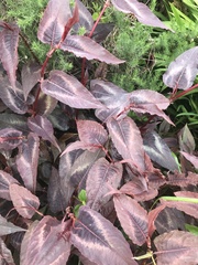 Persicaria capitata