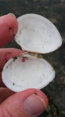 Macoma inquinata