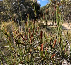 Allocasuarina mackliniana