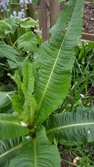 Dipsacus fullonum