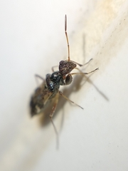 Erlacda argentinensis