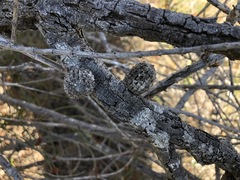 Allocasuarina mackliniana