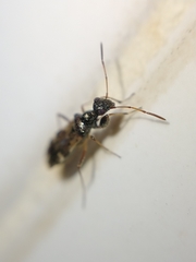 Erlacda argentinensis