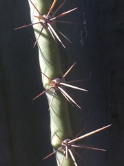 Cereeae