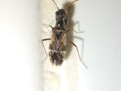 Erlacda argentinensis