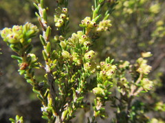Erica serrata