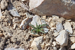 Frasera albomarginata