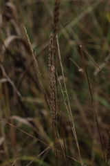 Cynosurus cristatus