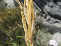 Pentameris obtusifolia