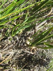 Pentameris obtusifolia