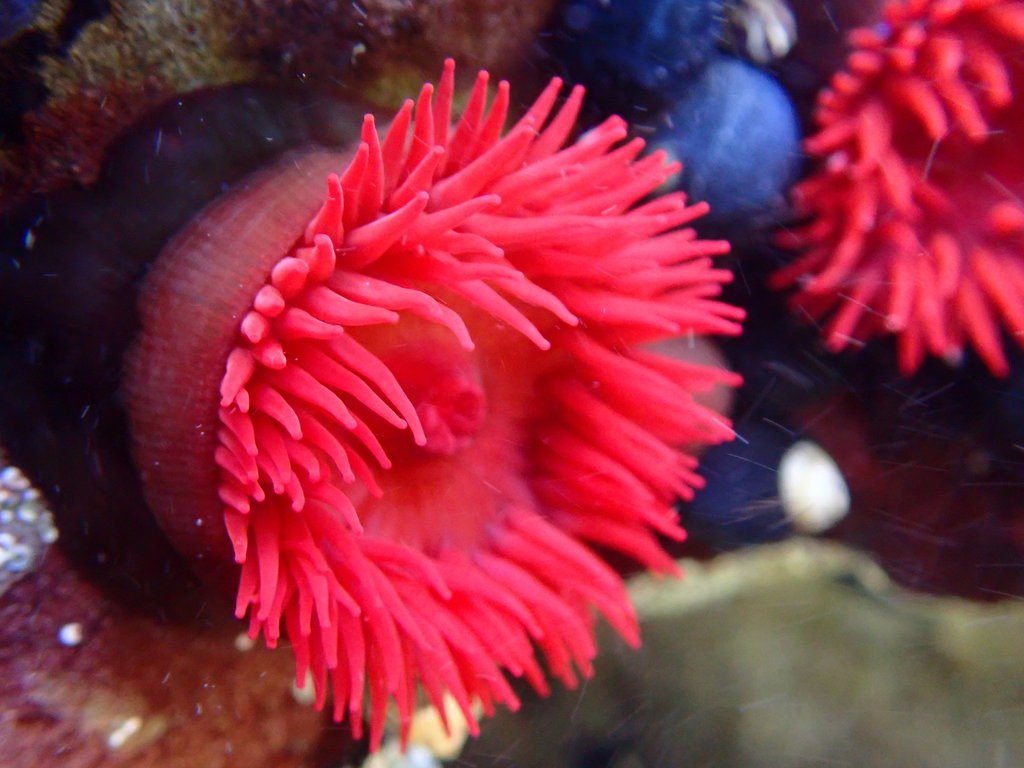 Waratah Anemone