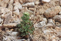 Lepidium ostleri