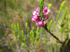 Erica pulchella