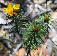 Pultenaea acerosa