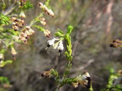 Erica suffulta