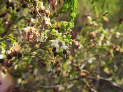 Erica suffulta