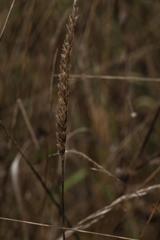Cynosurus cristatus