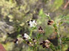 Erica suffulta