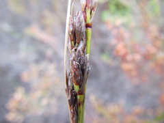 Schoenus cuspidatus