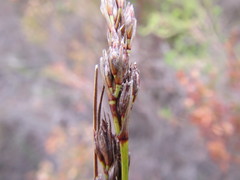Schoenus cuspidatus
