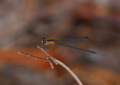 Lestoidea
