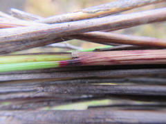 Schoenus cuspidatus