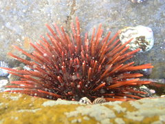 Heliocidaris tuberculata