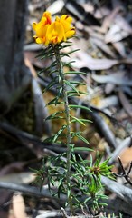 Pultenaea acerosa