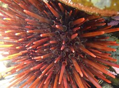 Heliocidaris tuberculata