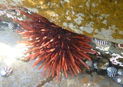 Heliocidaris tuberculata