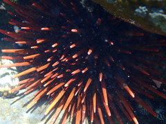 Heliocidaris tuberculata