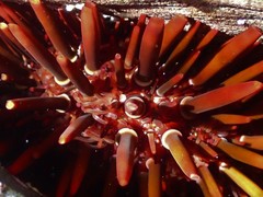 Heliocidaris tuberculata