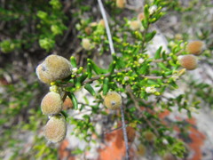 Phylica lasiocarpa