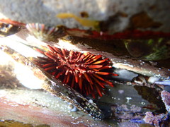 Heliocidaris tuberculata