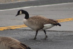 Branta canadensis moffitti