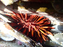 Heliocidaris tuberculata